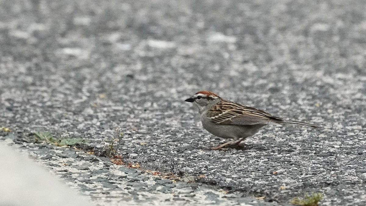 Chipping Sparrow - Sunil Thirkannad