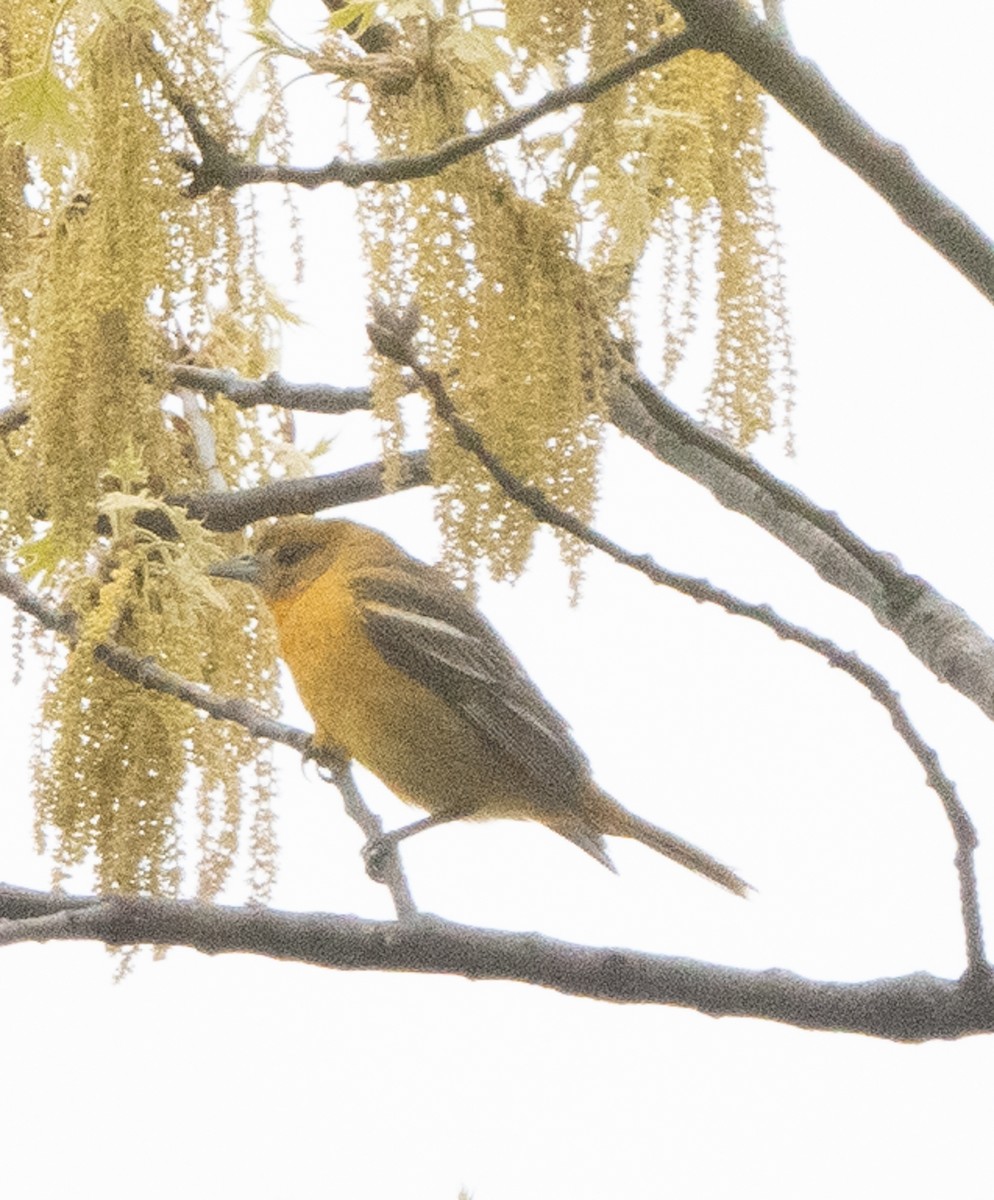 Baltimore Oriole - ML444850601