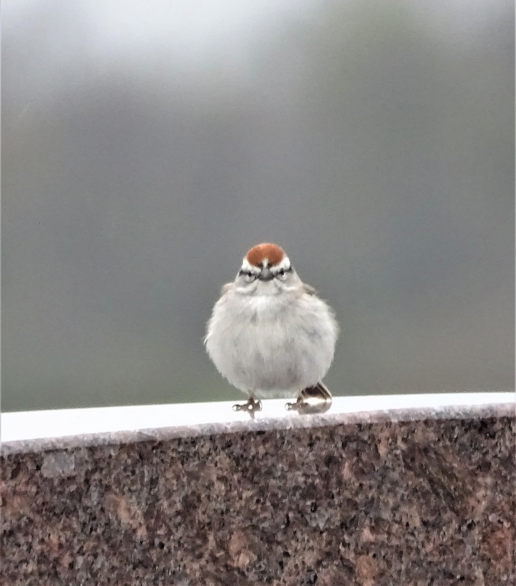 Chipping Sparrow - ML444850631