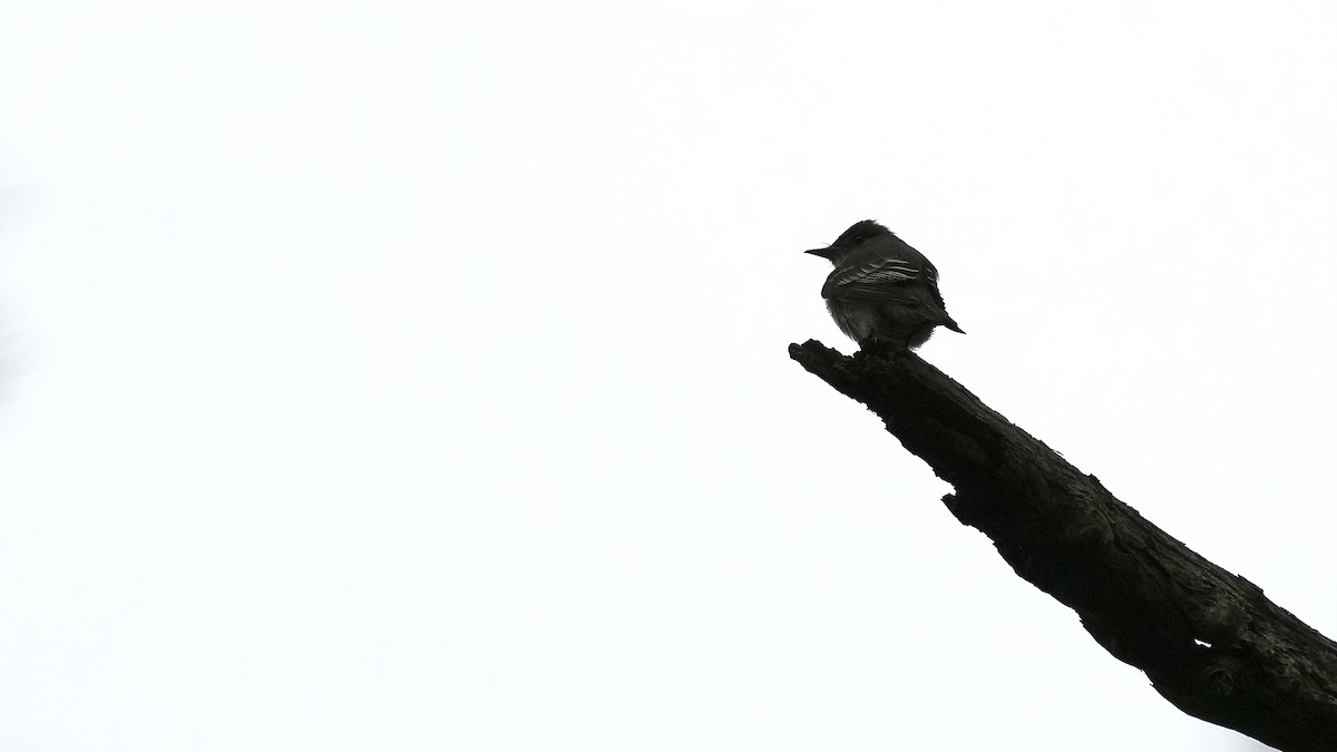 Eastern Phoebe - ML444850741