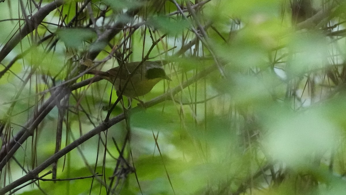 Common Yellowthroat - ML444850891