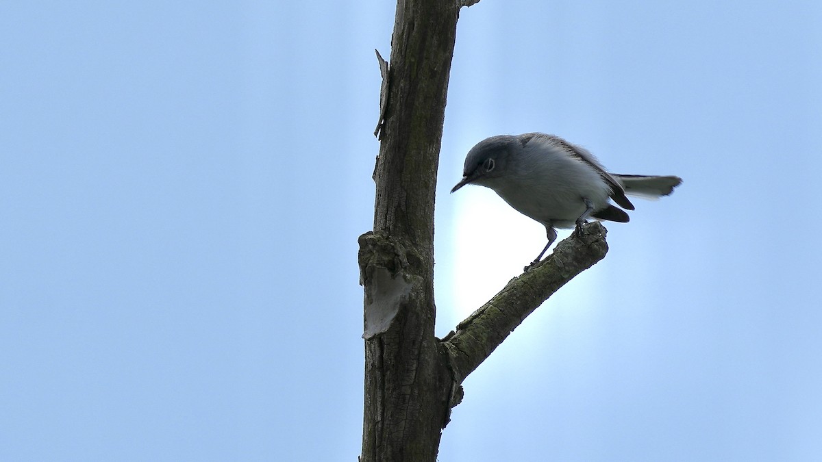 Blue-gray Gnatcatcher - ML444850961