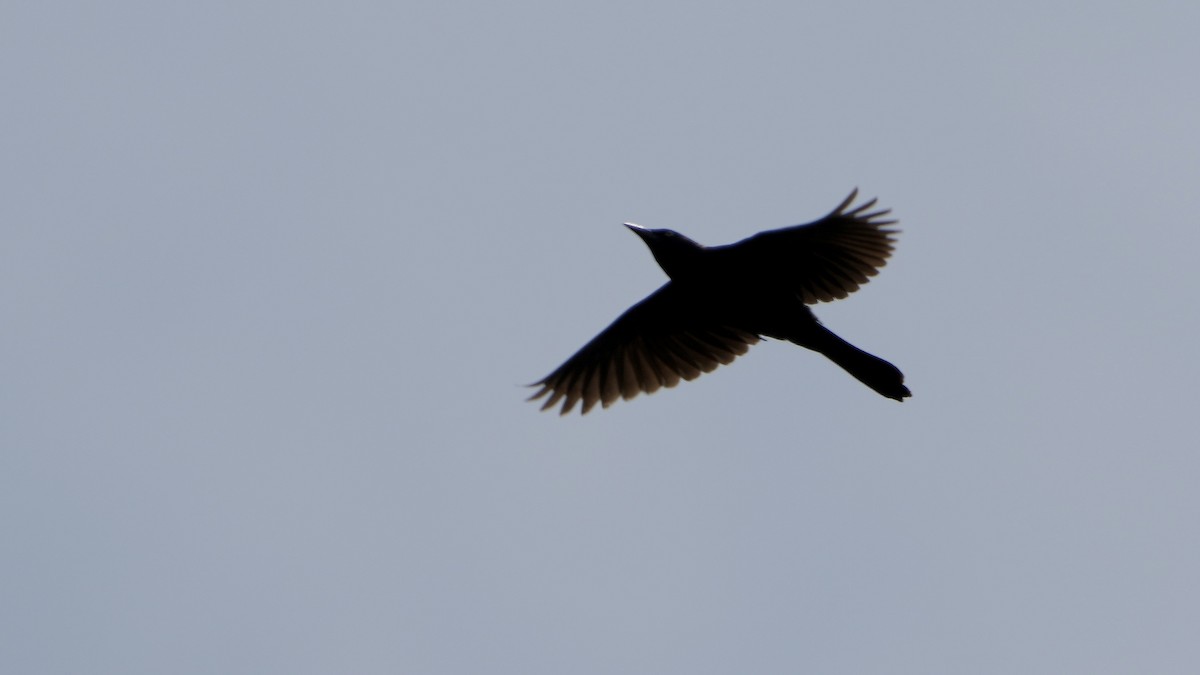 Common Grackle - ML444851081