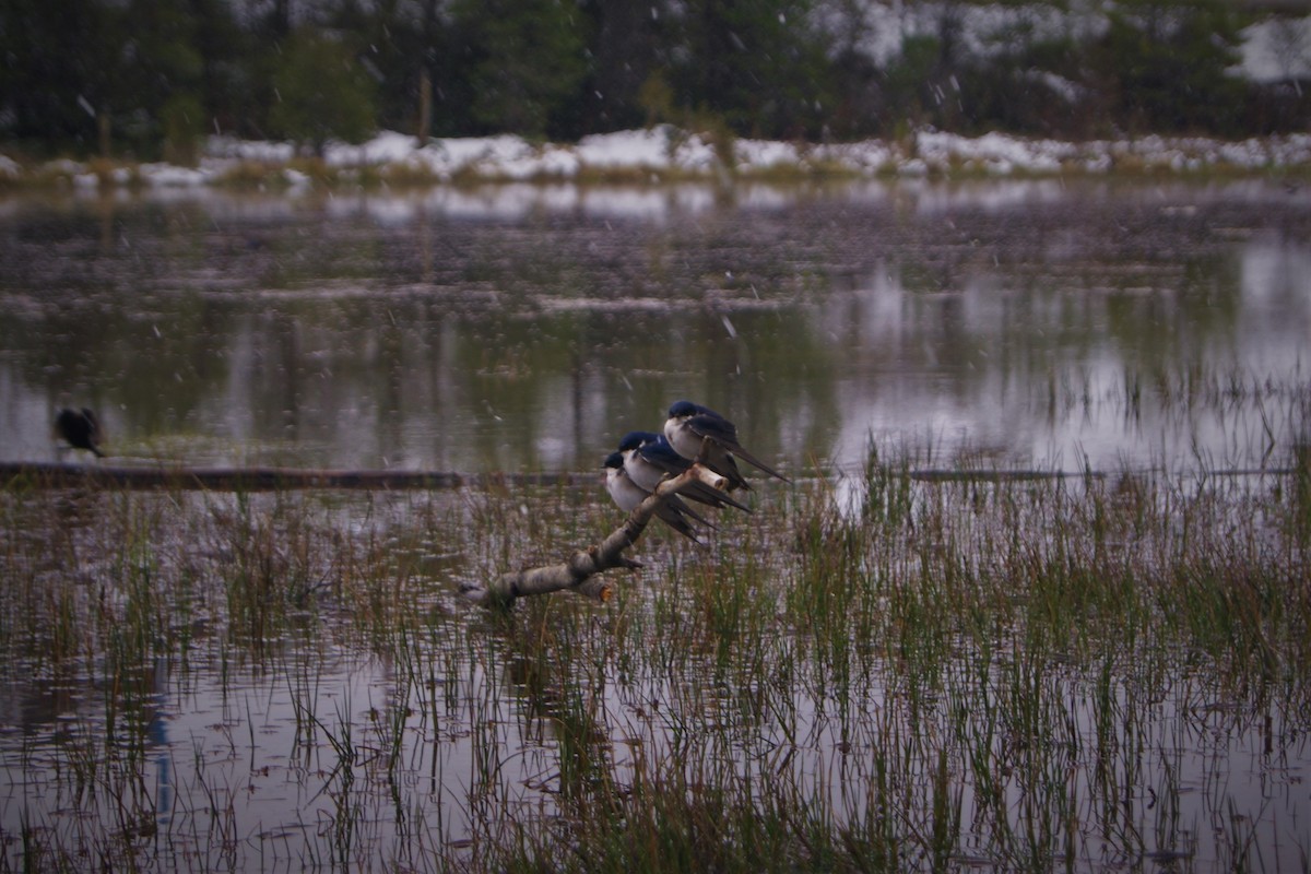 Chilean Swallow - ML444851391