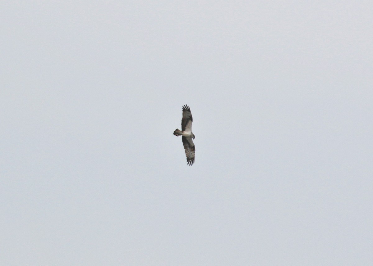 Águila Pescadora - ML444856221