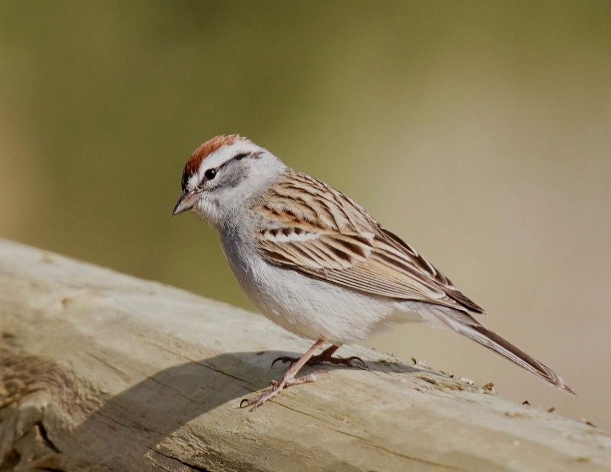 Chipping Sparrow - ML444858031