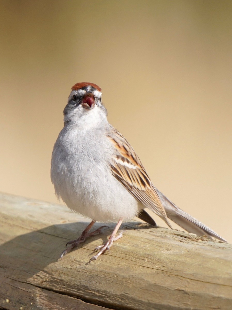 Chipping Sparrow - ML444858091