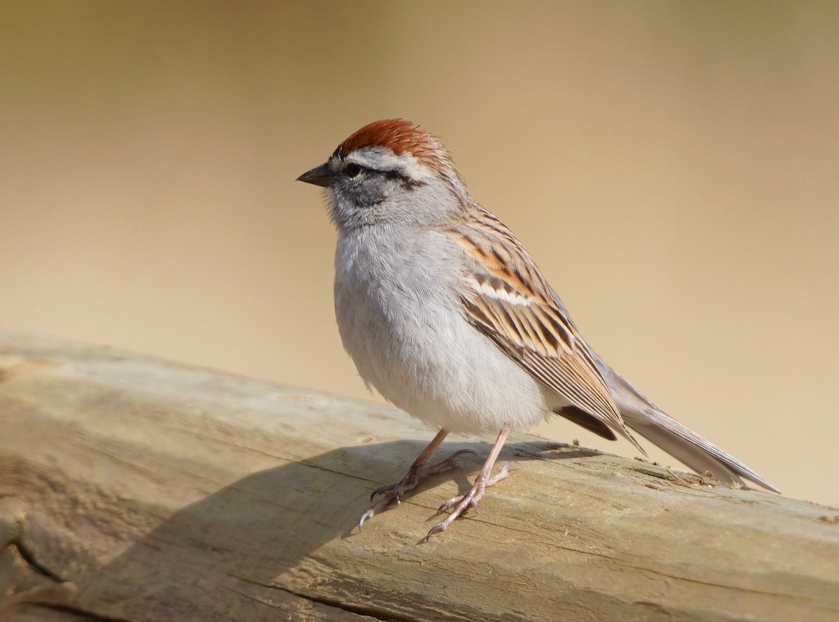 Chipping Sparrow - ML444858151