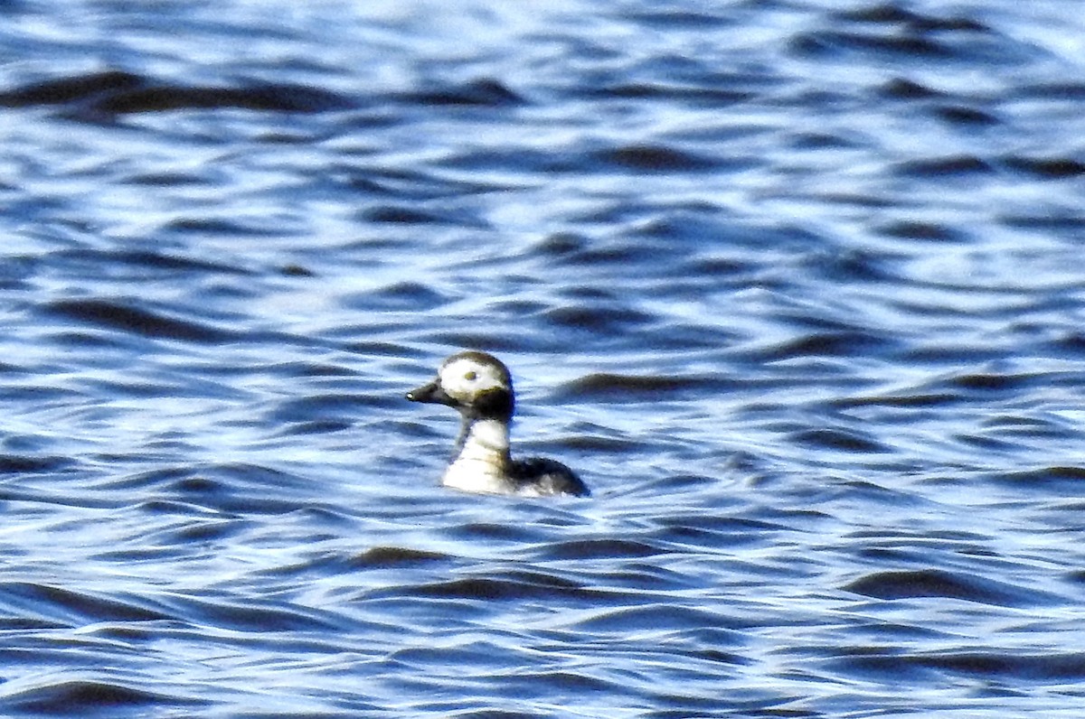 Long-tailed Duck - ML444858901