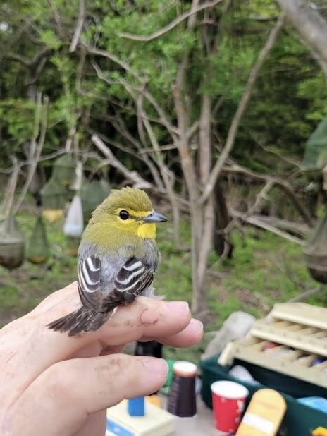 Yellow-throated Vireo - ML444858951