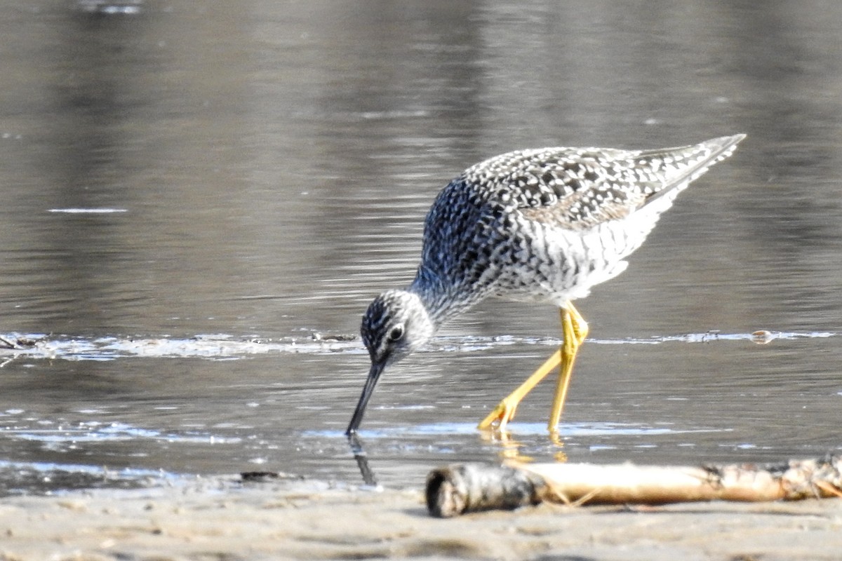 Greater Yellowlegs - ML444859181