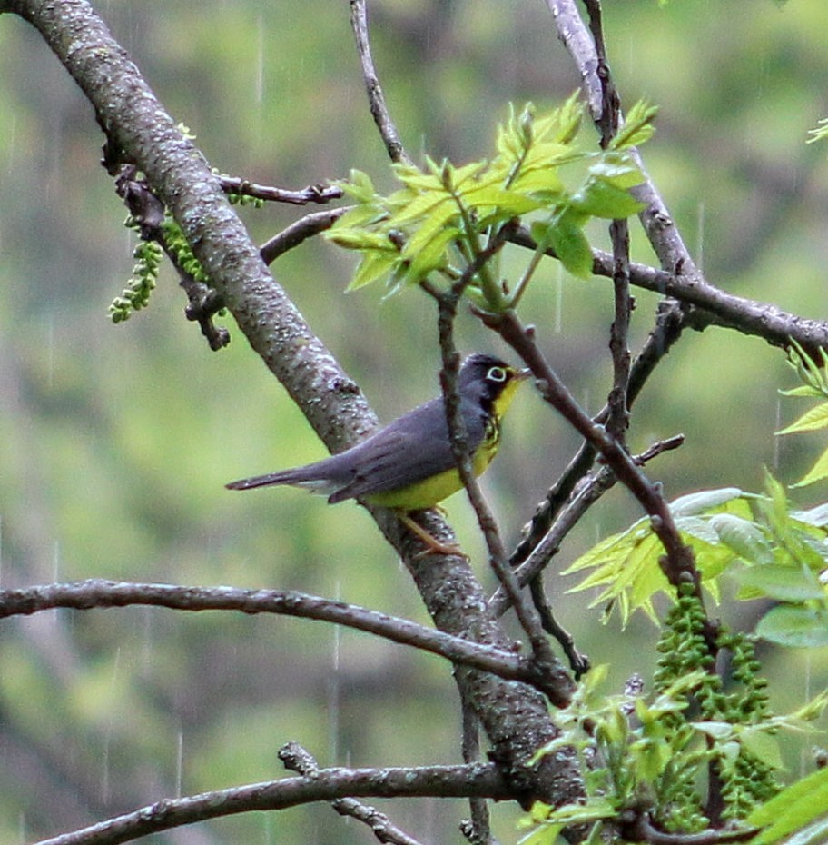 Canada Warbler - ML444859481