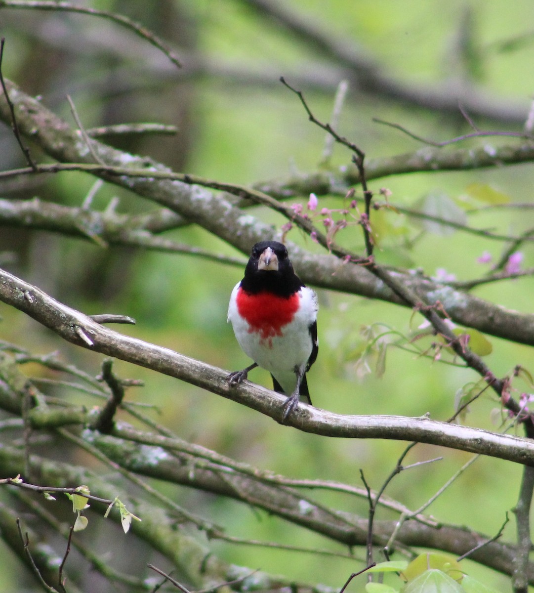 Rose-breasted Grosbeak - ML444859581