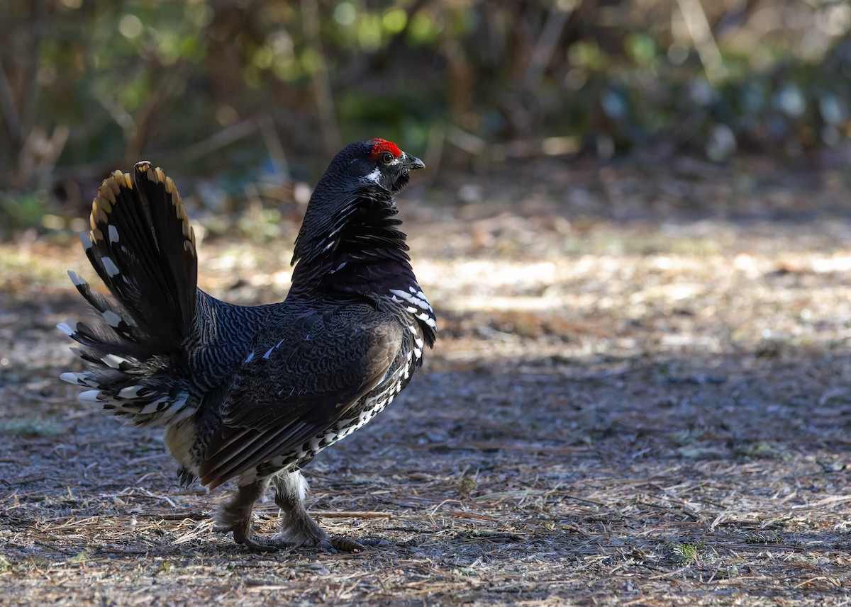 Spruce Grouse - ML444860111