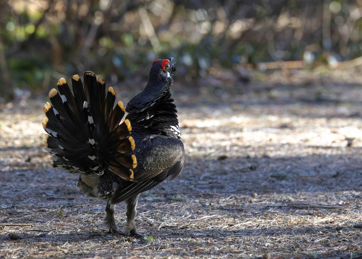 Spruce Grouse - ML444860131