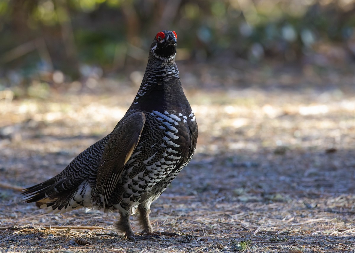 Spruce Grouse - ML444860161