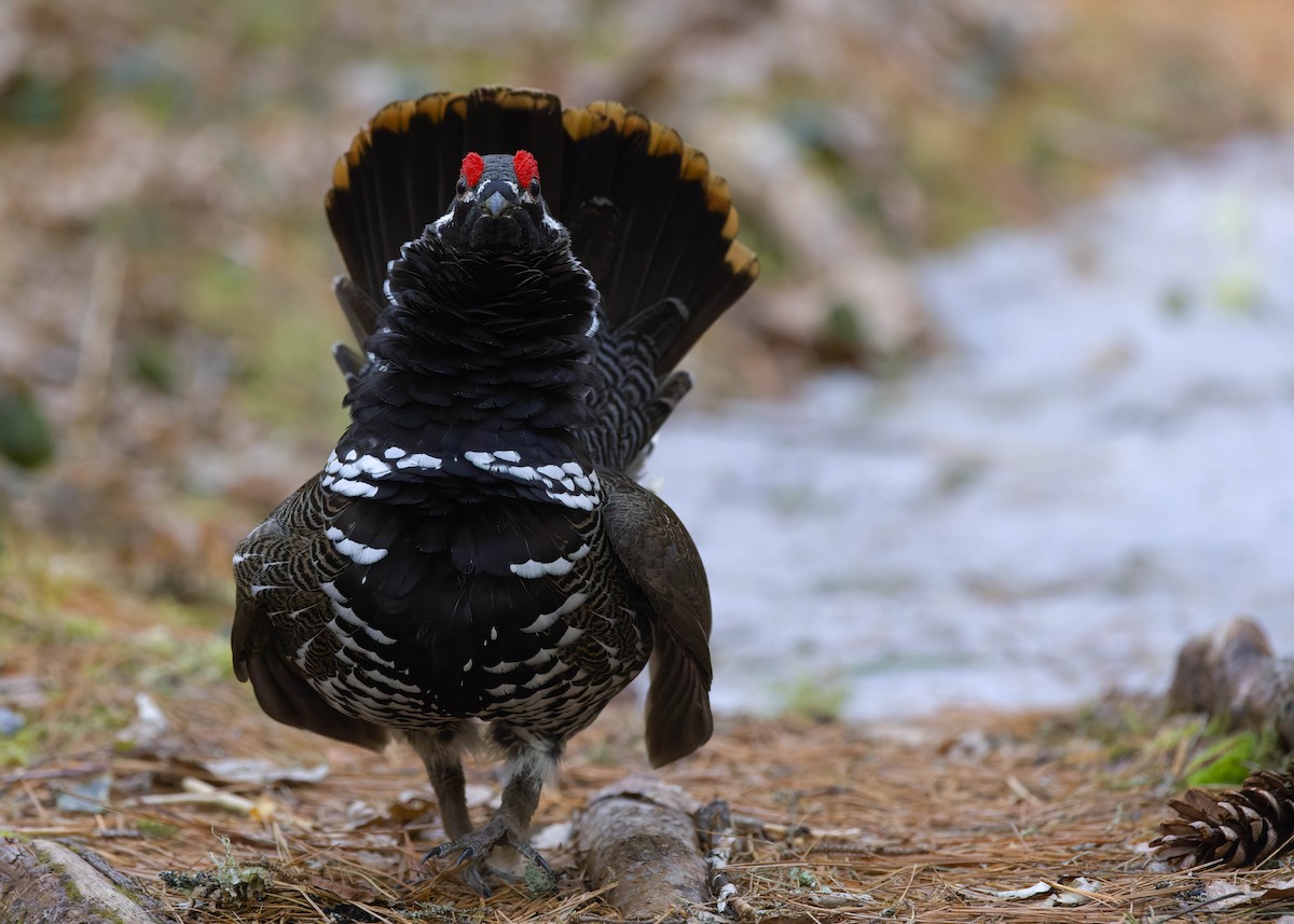 Spruce Grouse - ML444860221