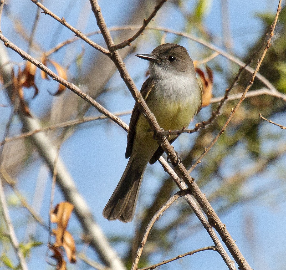 Dusky-capped Flycatcher - ML444860601