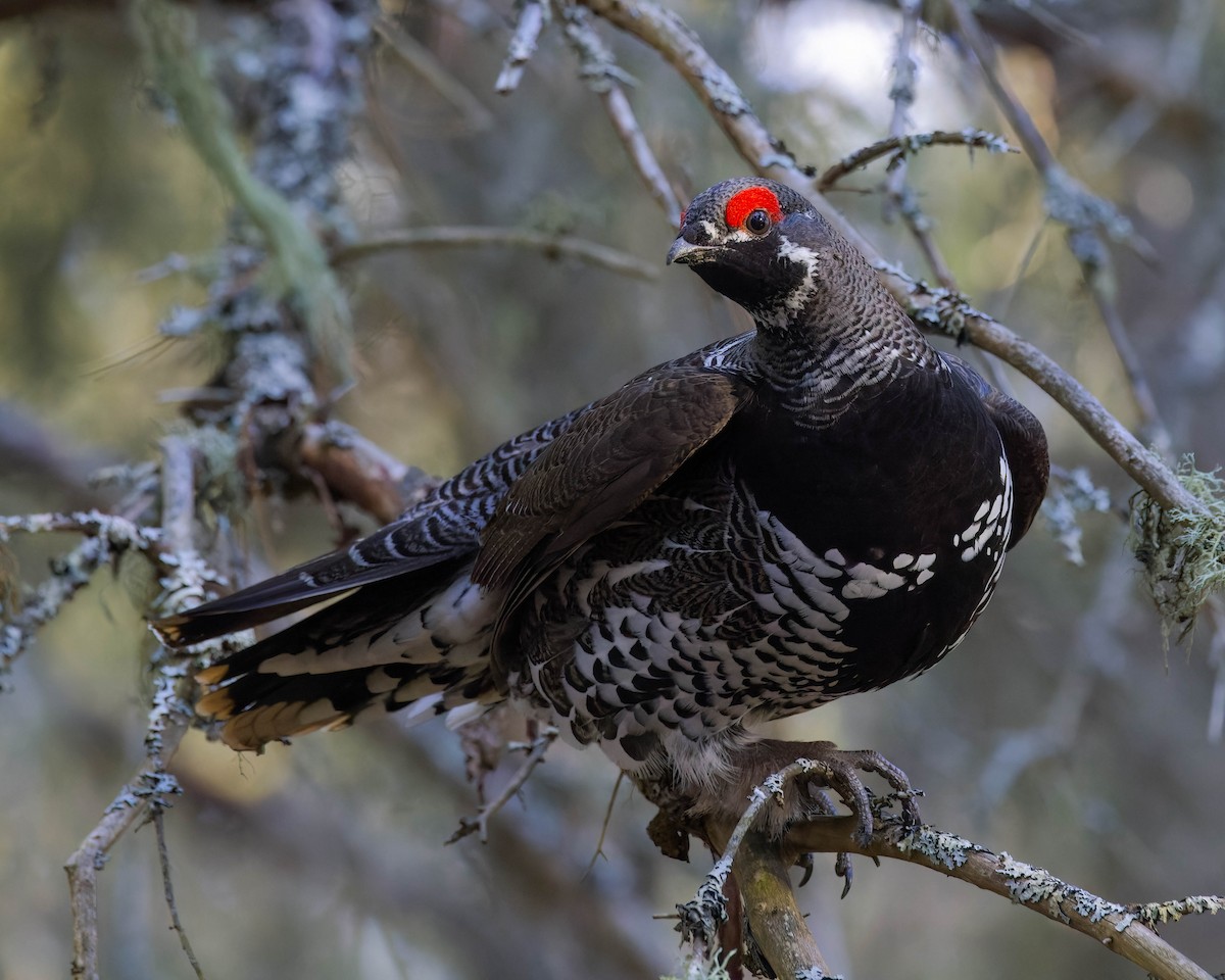 Spruce Grouse - ML444861081