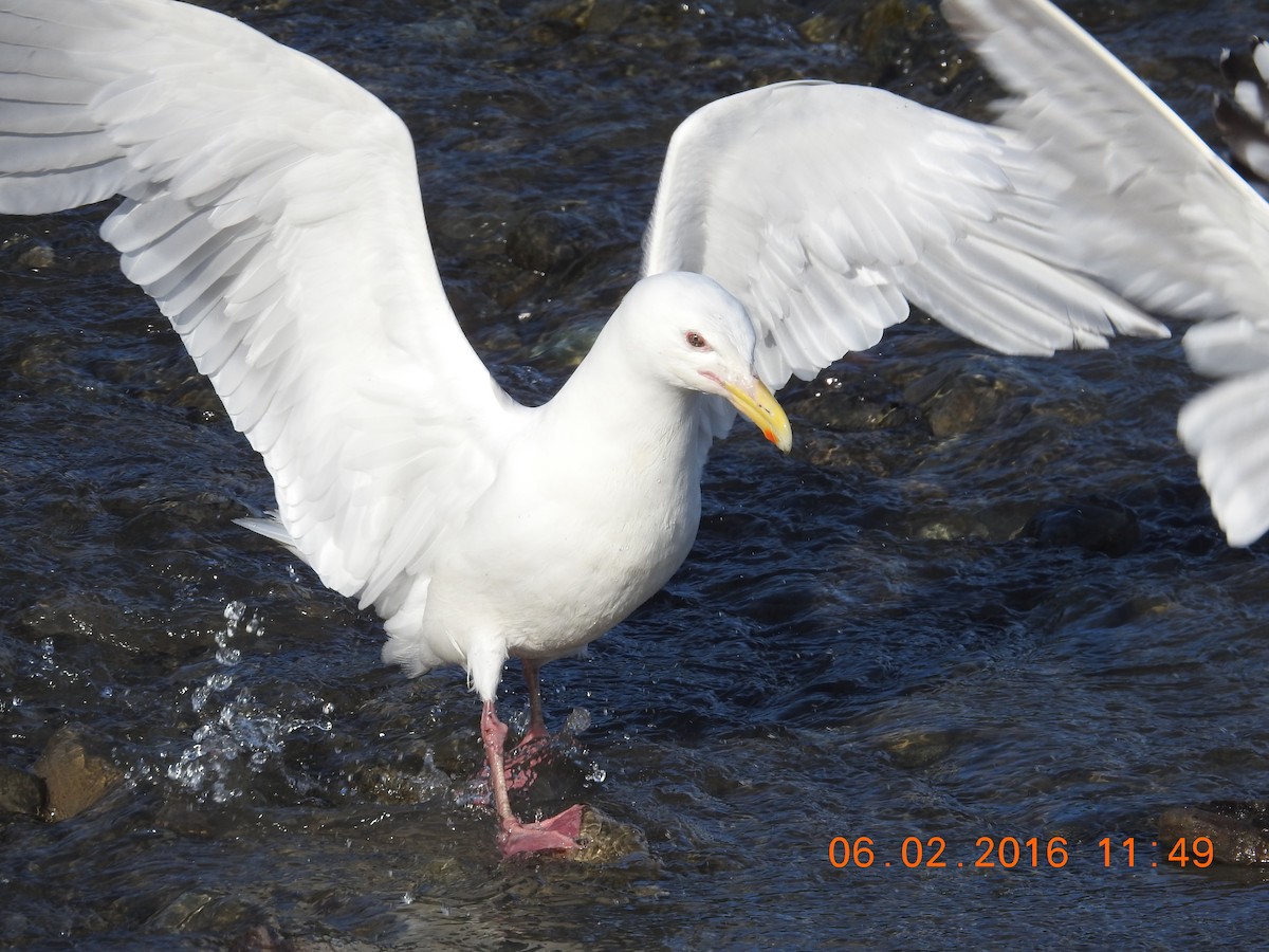 Herring x Glaucous-winged Gull (hybrid) - ML444862971