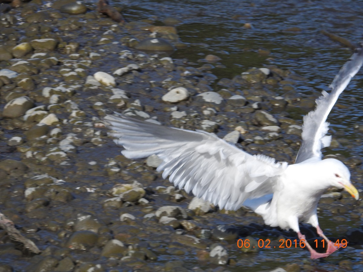 Herring x Glaucous-winged Gull (hybrid) - ML444863001