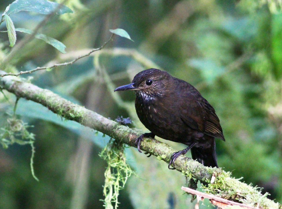 Scaly-throated Leaftosser - ML44486371