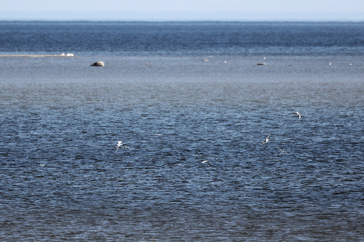 Gaviota Enana - ML444863911