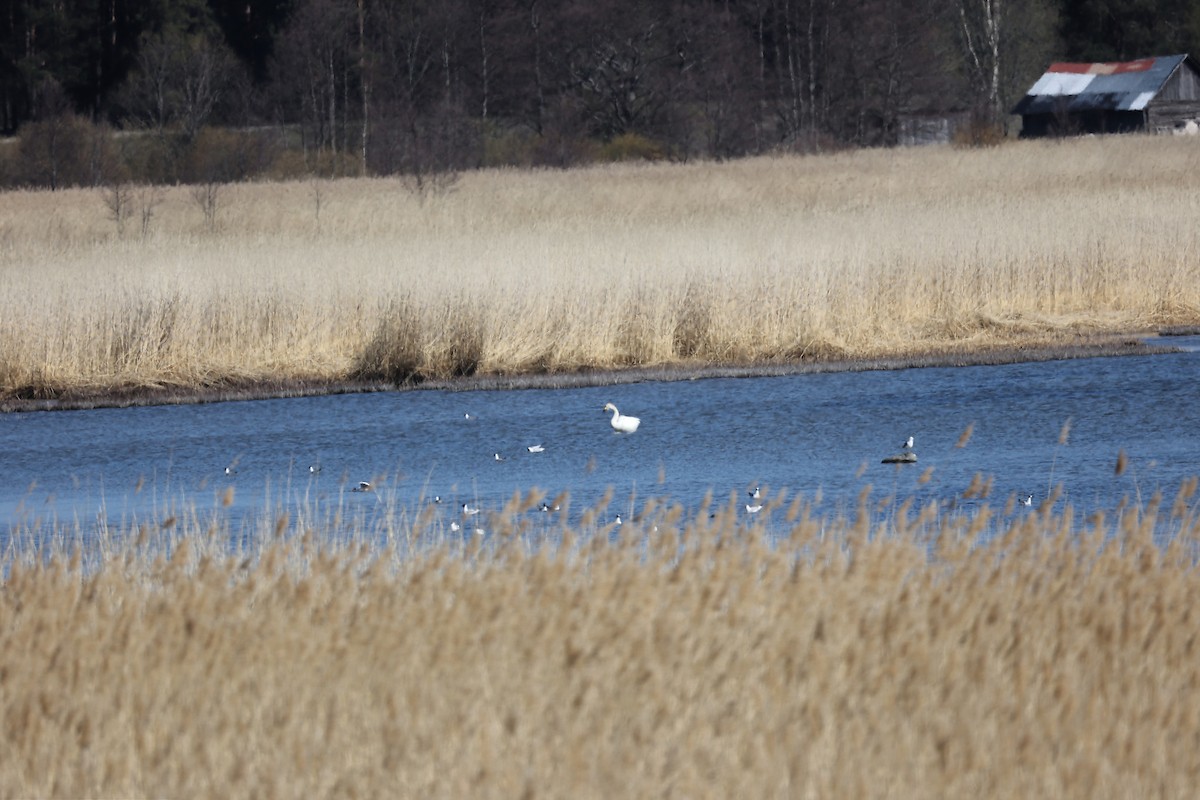 Mute Swan - ML444863951