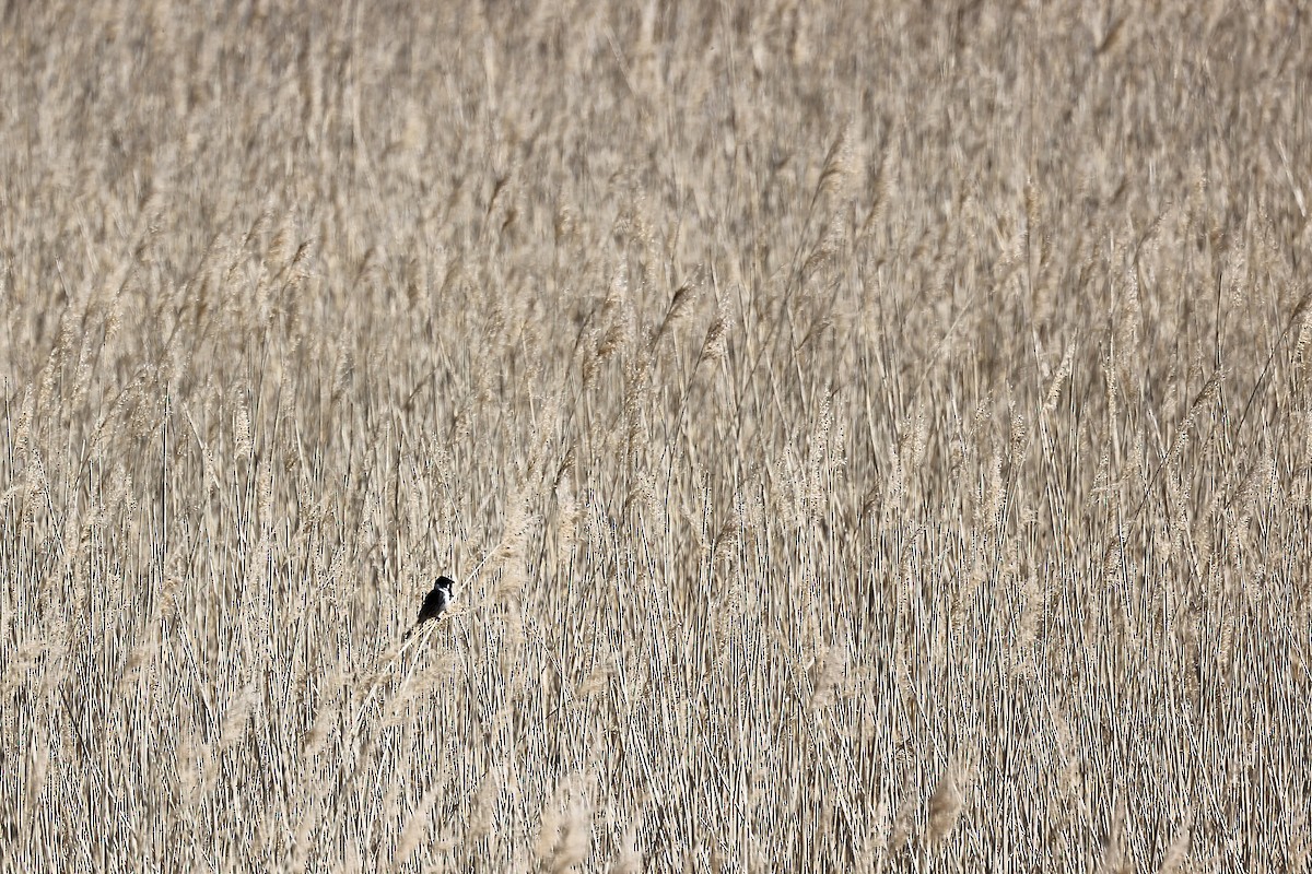 Reed Bunting - ML444864071