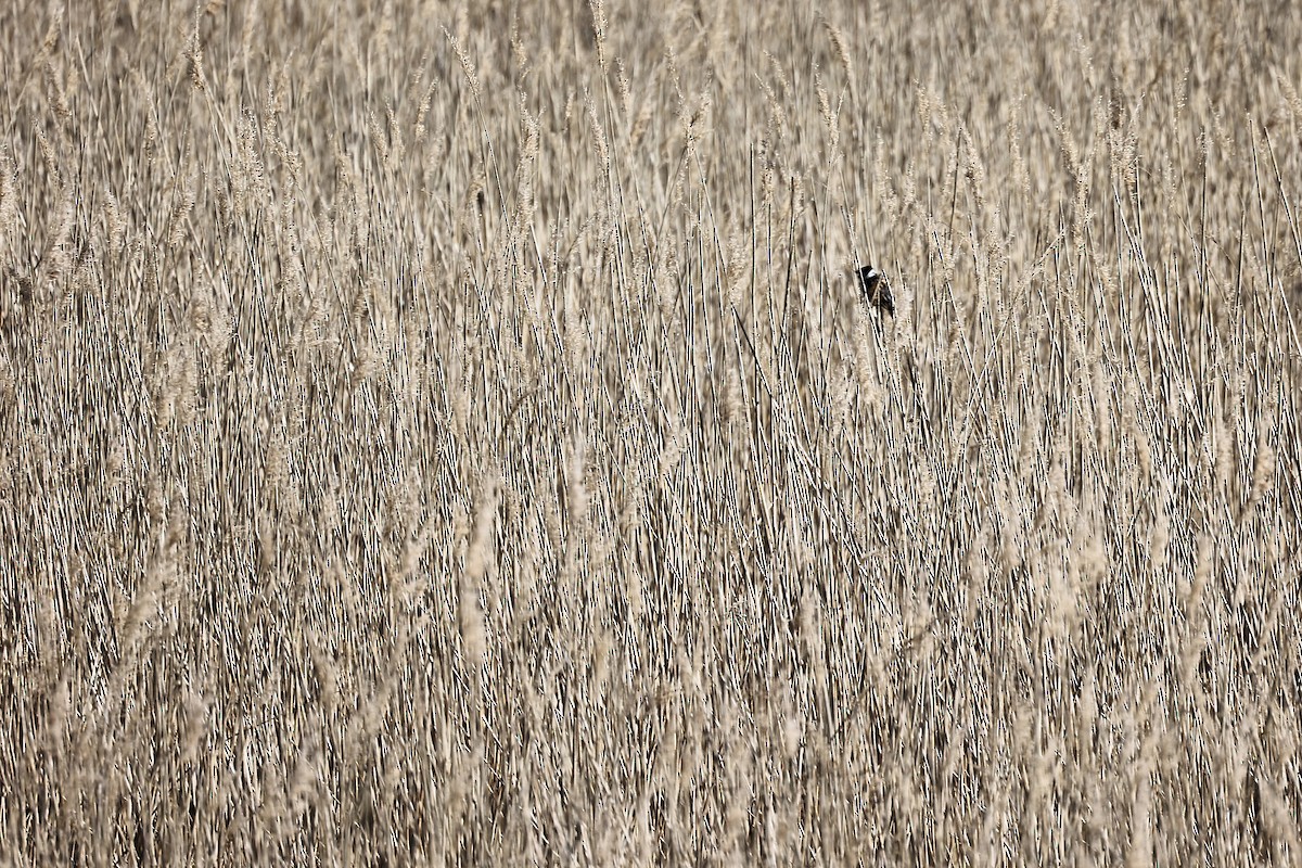 Reed Bunting - Christophe PASQUIER