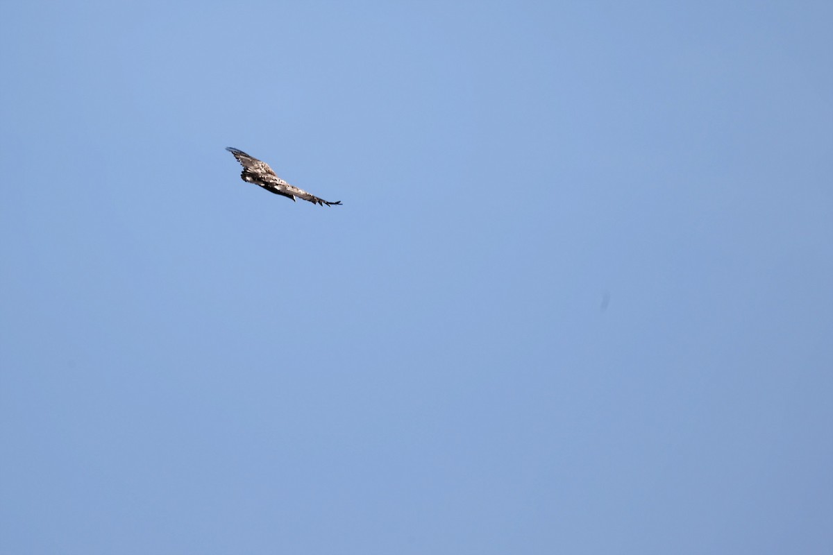 White-tailed Eagle - Christophe PASQUIER