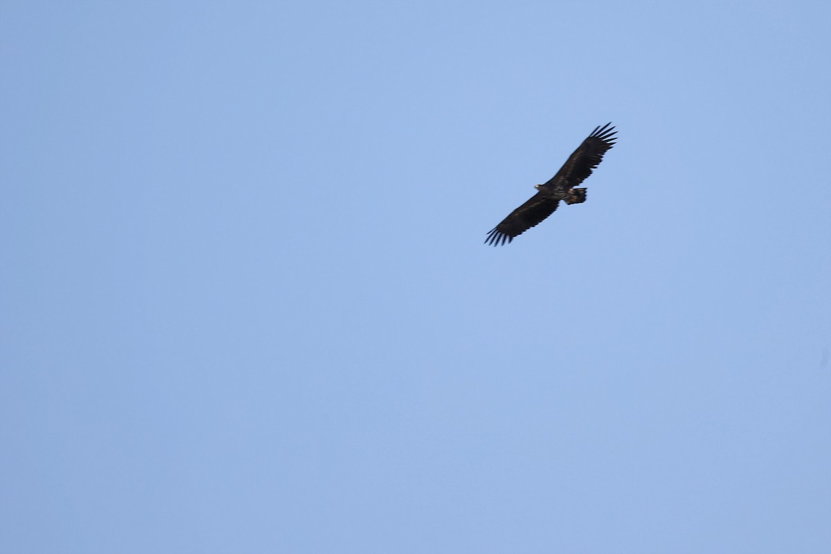 White-tailed Eagle - Christophe PASQUIER