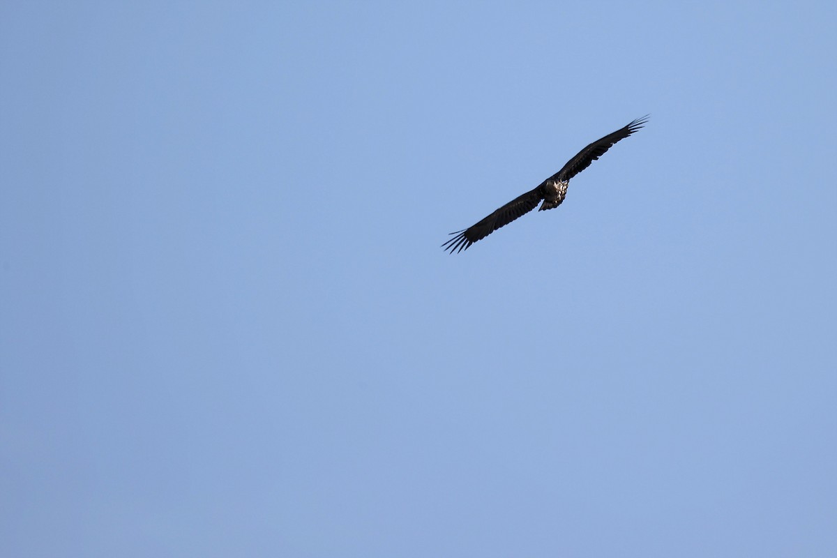 White-tailed Eagle - ML444864711