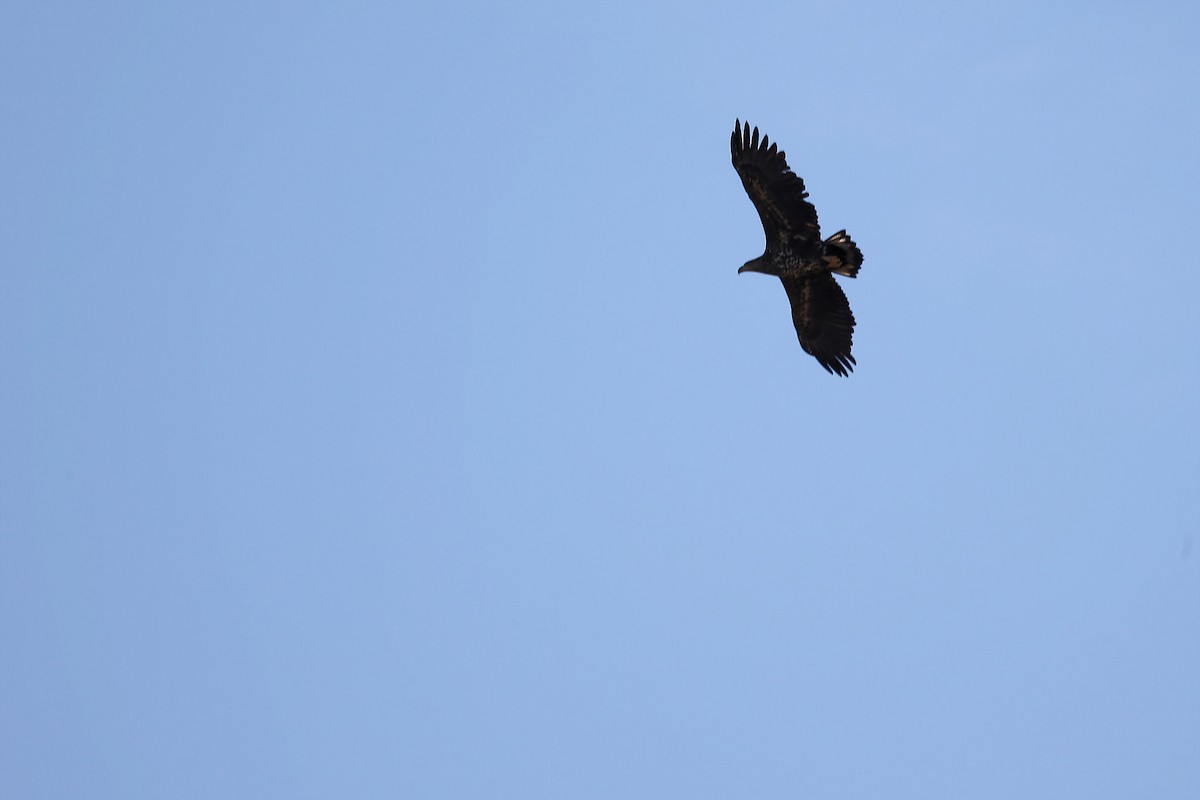 White-tailed Eagle - ML444864751