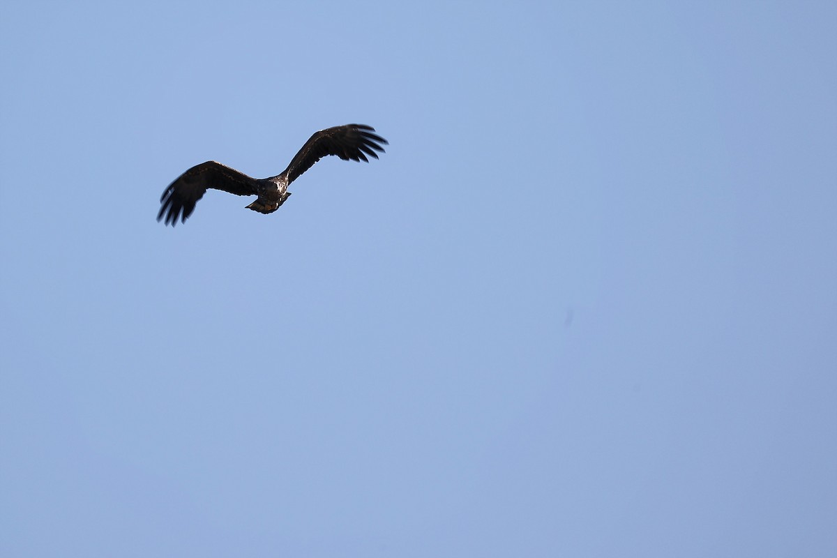 White-tailed Eagle - ML444864871