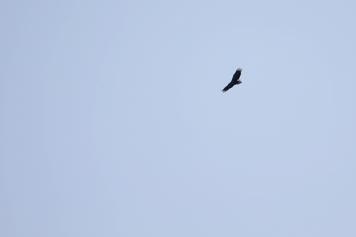 White-tailed Eagle - ML444865011