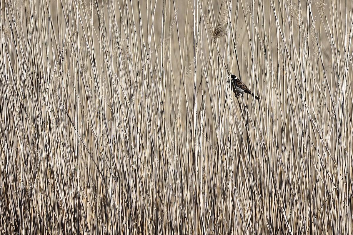 Reed Bunting - ML444865211