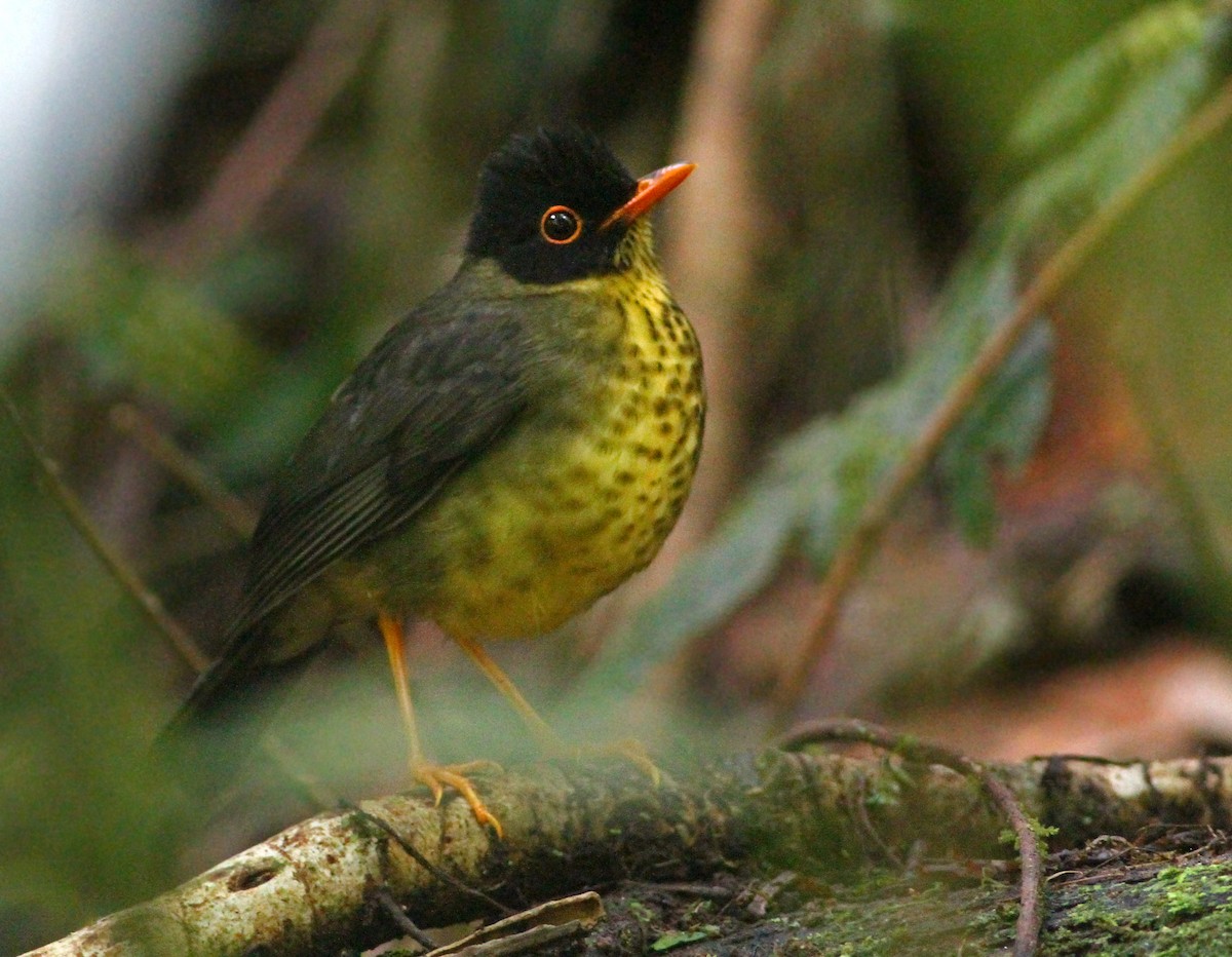 Speckled Nightingale-Thrush - ML44486571