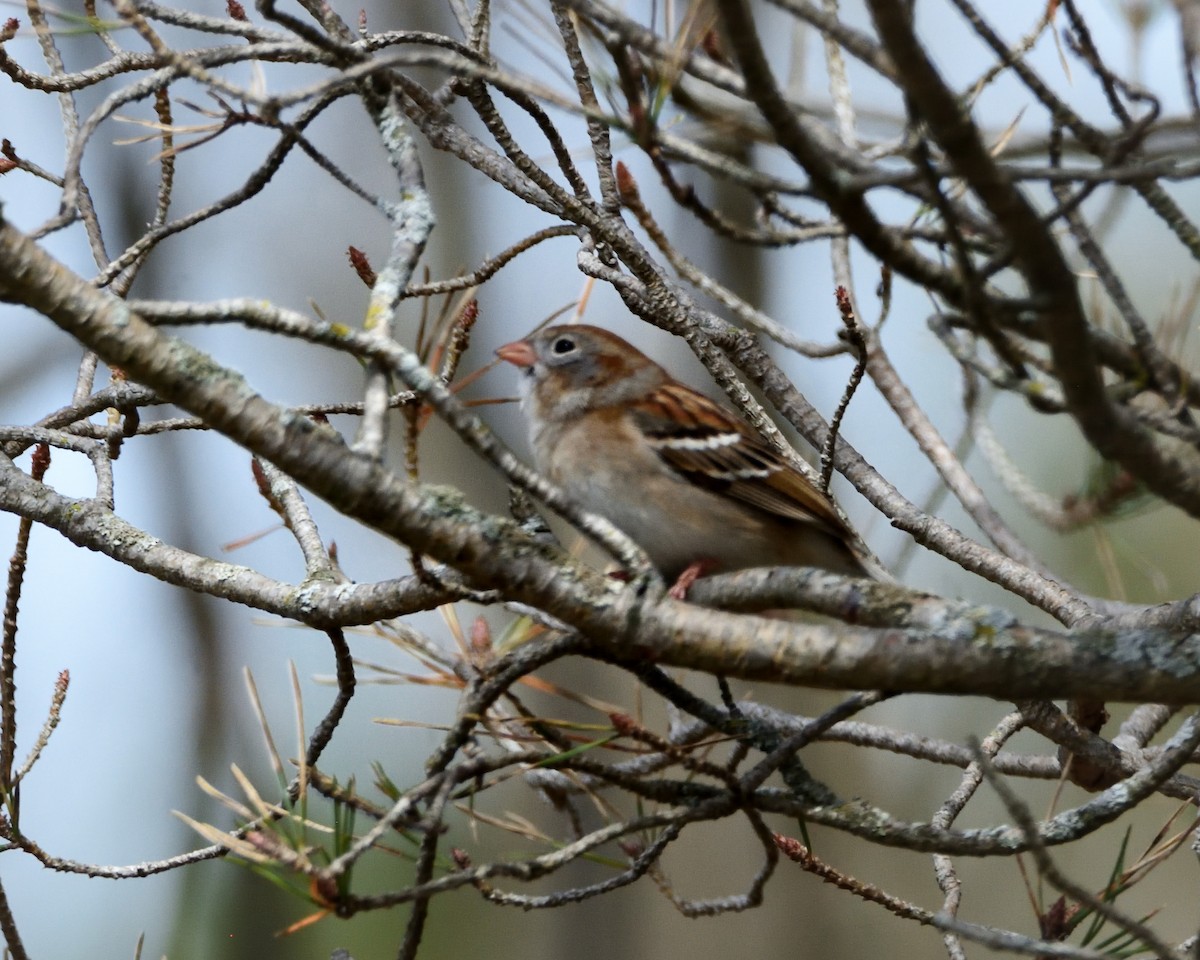 Field Sparrow - ML444865751