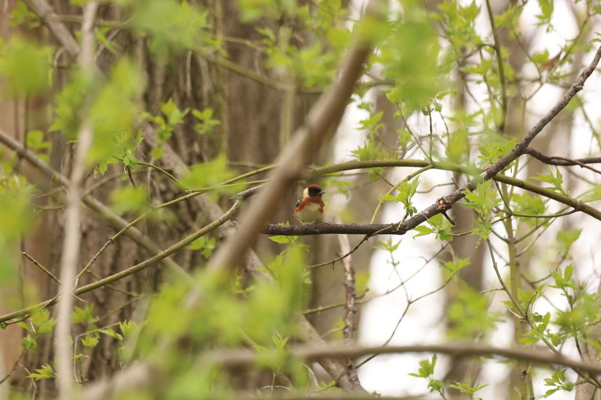 Bay-breasted Warbler - ML444866301