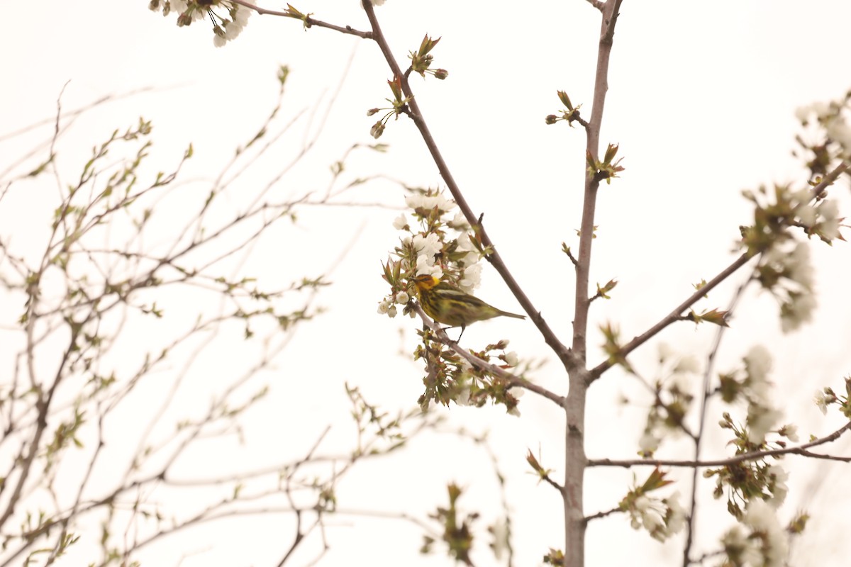 Cape May Warbler - ML444866601