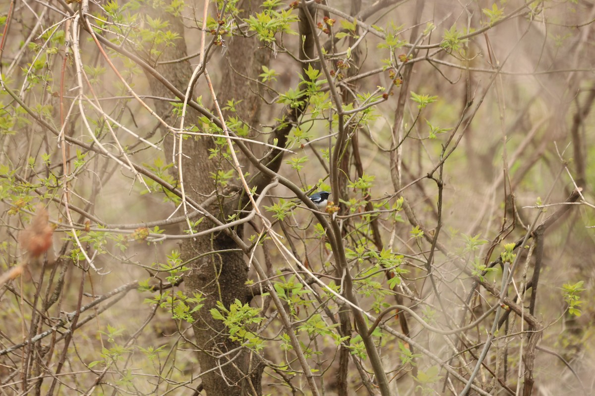 Black-throated Blue Warbler - ML444866921