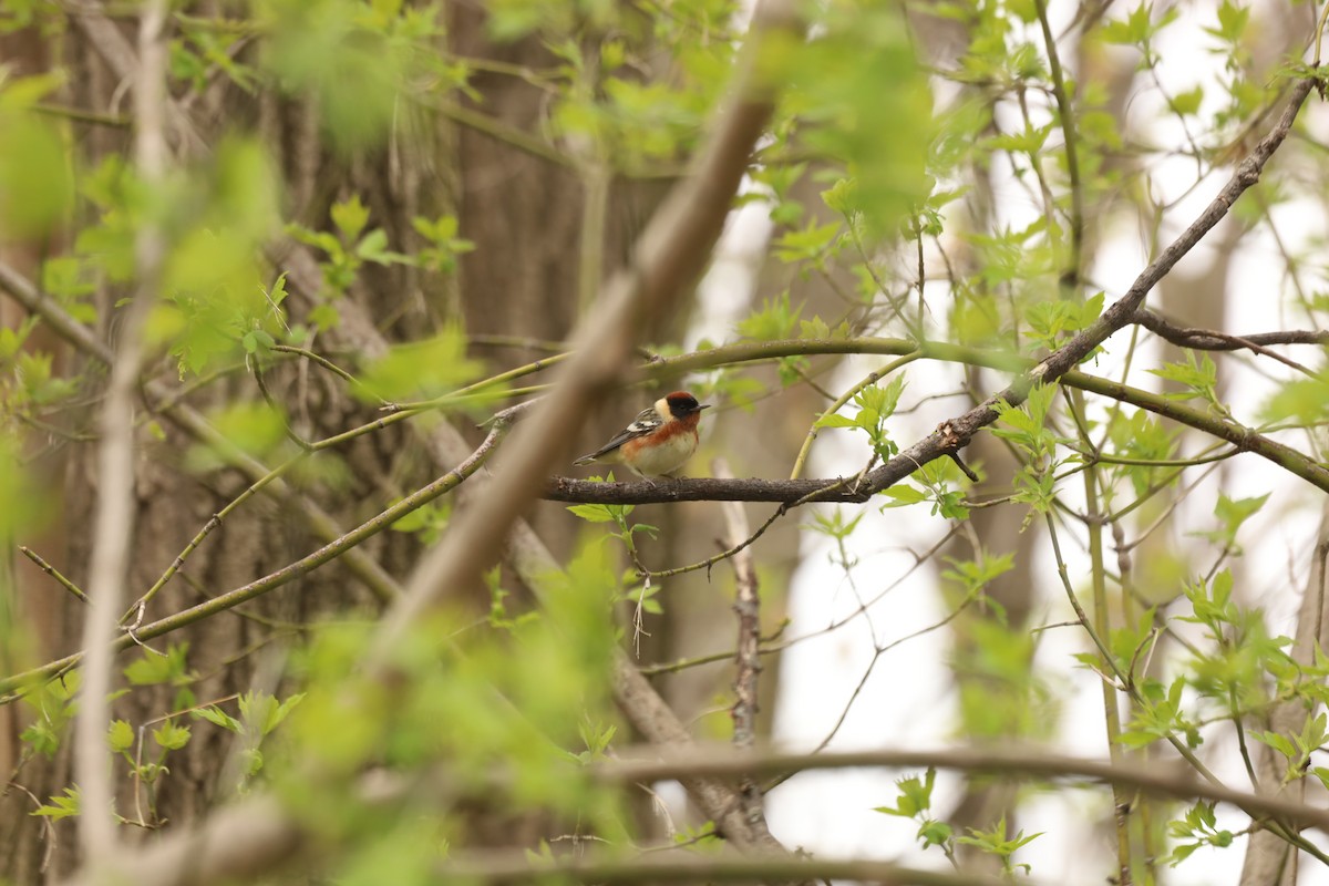 Bay-breasted Warbler - ML444866961
