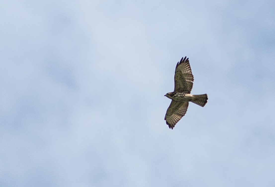 Broad-winged Hawk - ML44486711