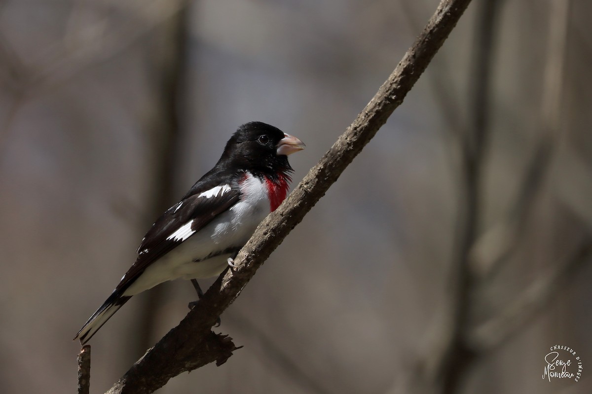 Rose-breasted Grosbeak - Serge Morneau