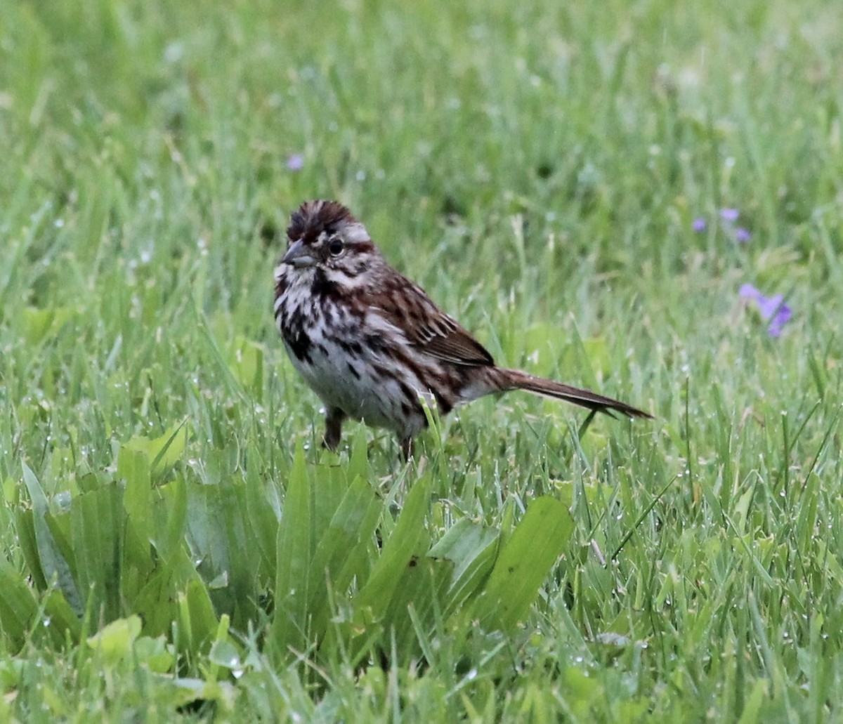 Song Sparrow - ML444868581