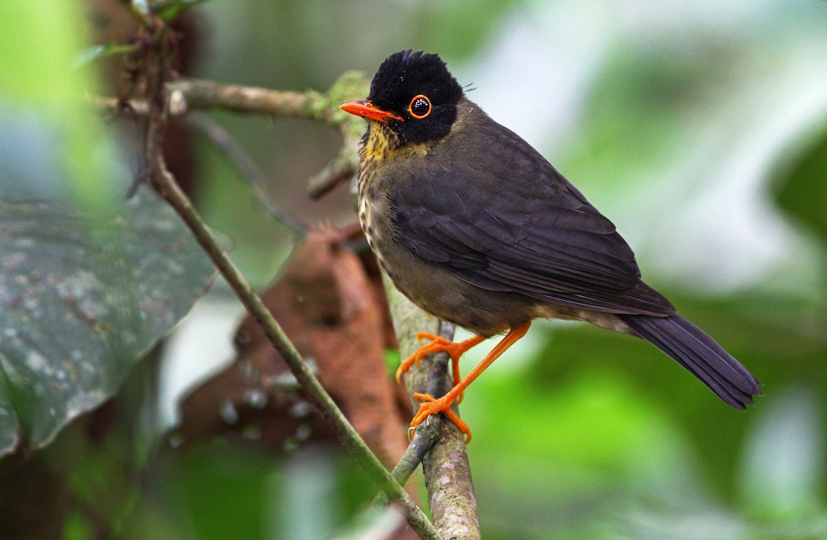 Speckled Nightingale-Thrush - Andrew Spencer