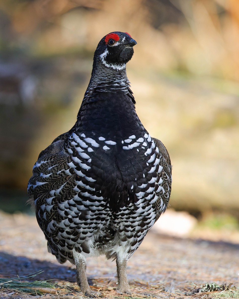 Spruce Grouse - ML444870881