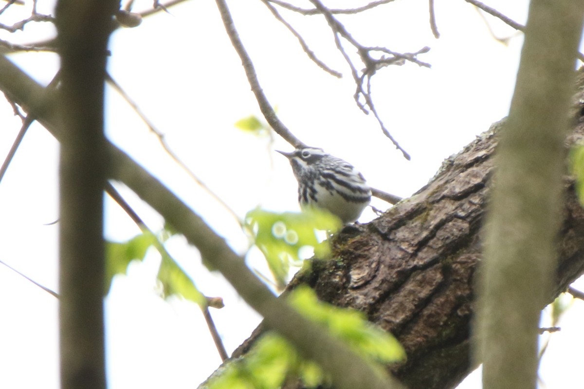 Black-and-white Warbler - Joe Baldwin