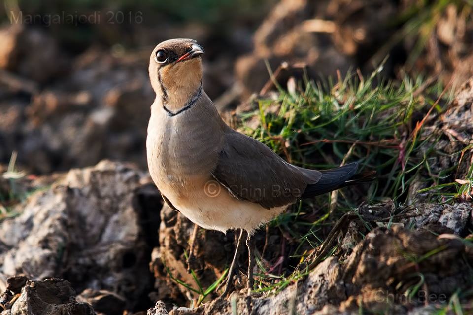 Collared Pratincole - CHINMOY  BANERJEE